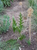 Silphium laciniatum - Compass Plant