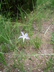 Ipomopsis longiflora - Long-Flowered Gilly Flaxflowered Ipomopsis White Flower Ipomopsis