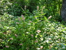 Clethra alnifolia 'Ruby Spice' - Summer-Sweet Sweet Pepperbush
