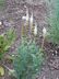 Veronicastrum virginicum 'Alboroseum' - Culver's Root Blackroot