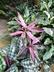 Cordyline fruticosa 'Red Sister' - Ti Plant