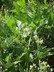 Clematis ligusticifolia - Western White Clematis Virgins Bower