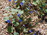 Phacelia campanularia - California Bluebell Desert Bluebells