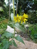 Helianthella quinquenervis - Aspen Sunflower Five Nerve Helianthella