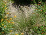 Hesperostipa comata - Needle And Thread Grass Needle Grass