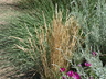 Koeleria macrantha - Junegrass Crested Hair Grass Prairie Junegrass