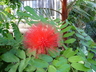 Calliandra haematocephala - Red Powderpuff Stickpea Belloto