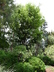 Zelkova serrata 'Green Vase' - Japanese Zelkova