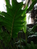 Alocasia sinuata