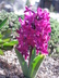 Hyacinthus orientalis 'Woodstock' - Hyacinth