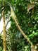 Nepenthes truncata - Pitcher Plant
