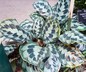Calathea 'Helen' - Calathea
