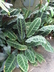 Calathea 'Tigrinum' Calathea 'Tigrinum'