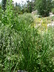 Achnatherum pekinense - Needle Grass
