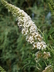 Buddleja davidii 'White Profusion' - Butterfly Bush