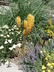 Eremurus x isabellinus 'Pinokkio' - Foxtail Lily