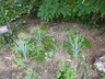 Elymus magellanicus - Blue Wheatgrass Magellan Wheatgrass