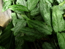 Aglaonema costatum - Spotted Evergreen