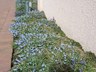 Muscari armeniacum 'Vallery Finnis' - Grape Hyacinth