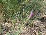 Dalea purpurea 'Stephanie' - Purple Prairie Clover