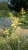 Hesperaloe parviflora yellow - Yellow Flowering Red Yucca