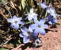 Ipheion 'Rolf Fiedler' - Spring Starflower