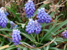 Muscari aucheri 'Tubergenianum' - Grape Hyacinth