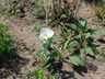 Argemone pleiacantha - Southwestern Prickly Poppy