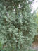 Cupressus arizonica slim form - Arizona Cypress