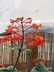 Clerodendrum speciosissimum - Glory Bower Pagoda Flower