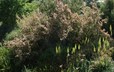 Atraphaxis buxifolia