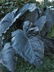 Colocasia esculenta 'Diamond Head' - Elephant's Ear Taro