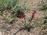 Hesperaloe parviflora 'Perpa' [sold as BRAKELIGHTS (R)] - Red Yucca Red-Flower Yucca Red-Flower False Yucca