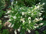 Clethra alnifolia 'Hummingbird' - Summer-Sweet Sweet Pepperbush