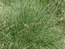 Bouteloua gracilis 'Lovington' - Blue Grama Grass Blue Grama