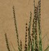 Bouteloua curtipendula 'Butte' - Sideoats Grama Tall Grama Grass