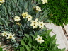 Sisyrinchium arenarium - Yellow Eyed Grass