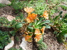 Lewisia cotyledon 'Regenbogen' [sold as Rainbow] - Cliff Maids Siskiyou Lewisia