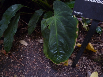 title image