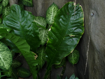 title image