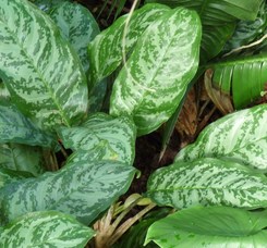 indoor house plants delivered Pet Friendly Variety Bundle main image 0