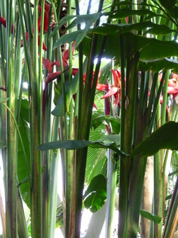 title image