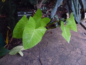 title image