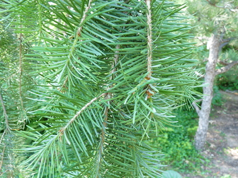title image