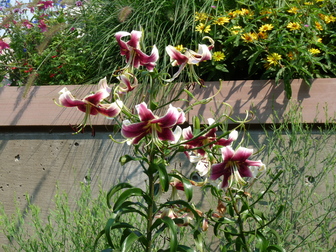 Title Image