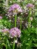 Allium aflatunense - Flowering Onion
