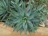 Aloe brevifolia - Short-Leaved Aloe