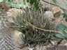 Aloe harlana - Aloe