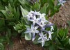 Amsonia jonesii - Jones' Bluestar Colorado Desert Blue Star