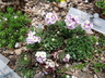 Androsace sempervivoides - Sempervivum-Leaved Rock Jasmine